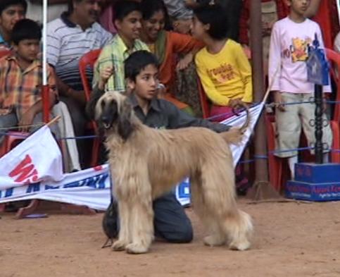 dogs breeding. Breeding the dogs I like is an